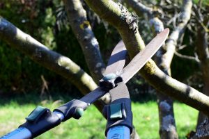 Pruning 
